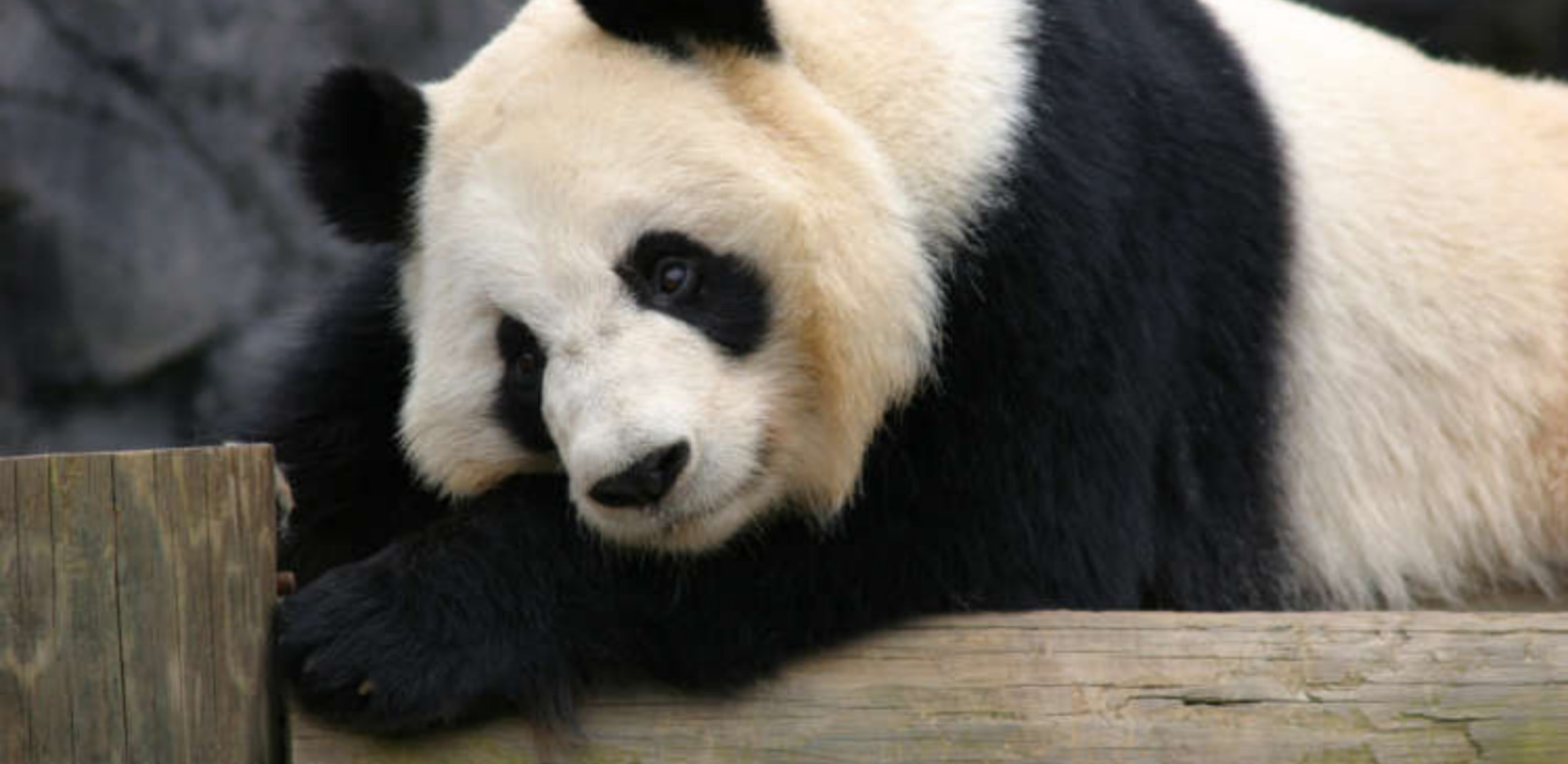 panda